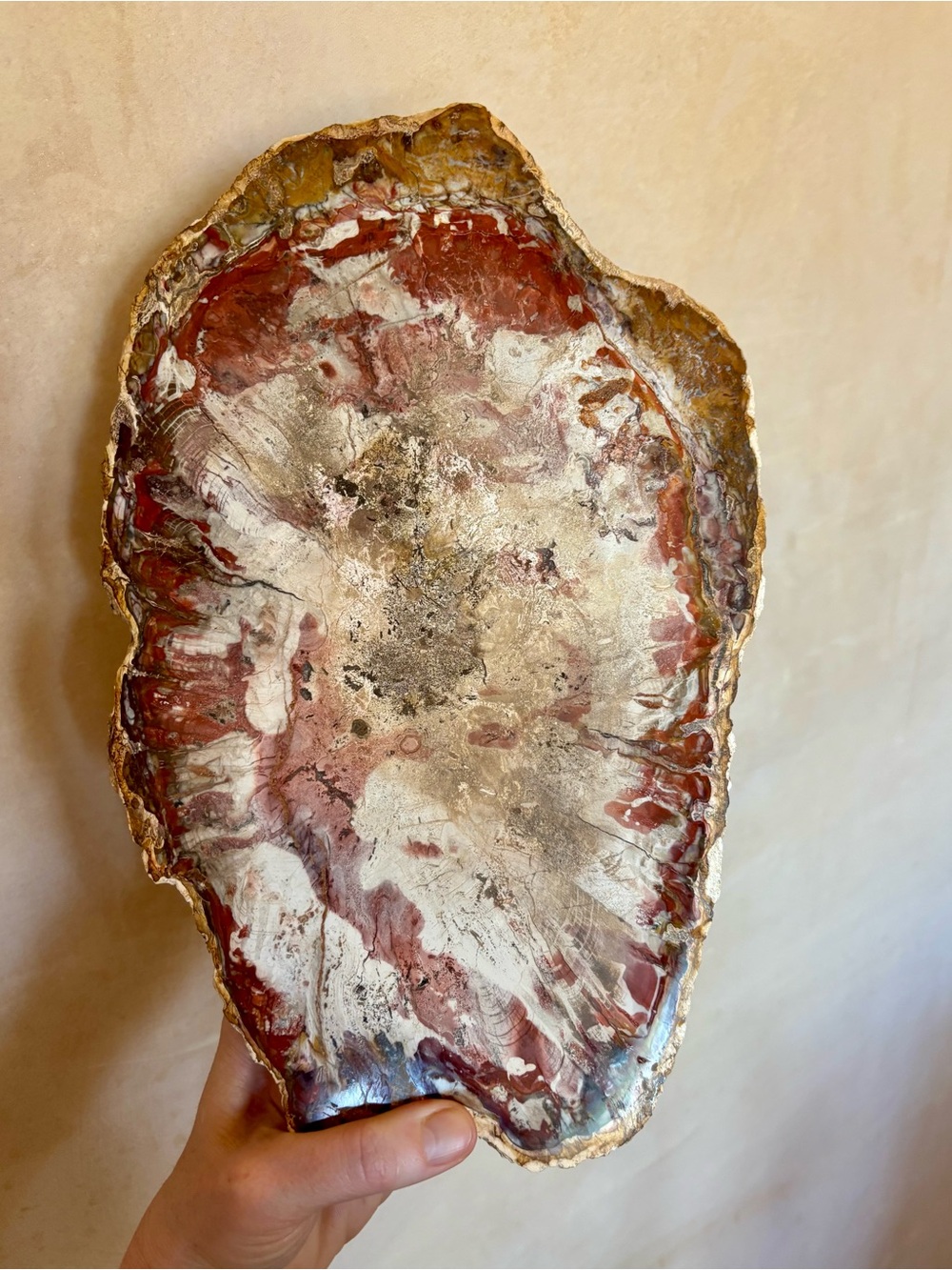 🌲 4+ lbs! Petrified Wood Slab – Natural Fossilized Tree Slice – Polished Face 🌎
